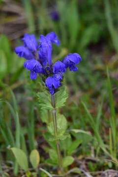 Dracocephalum grandiflorum L. resmi