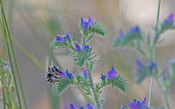 Image of Anthophora aestivalis (Panzer 1801)