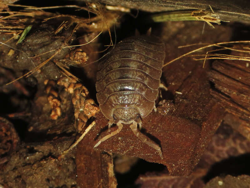 Image of Isopod