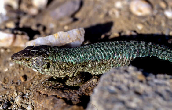 Image of Lilford's Wall Lizard