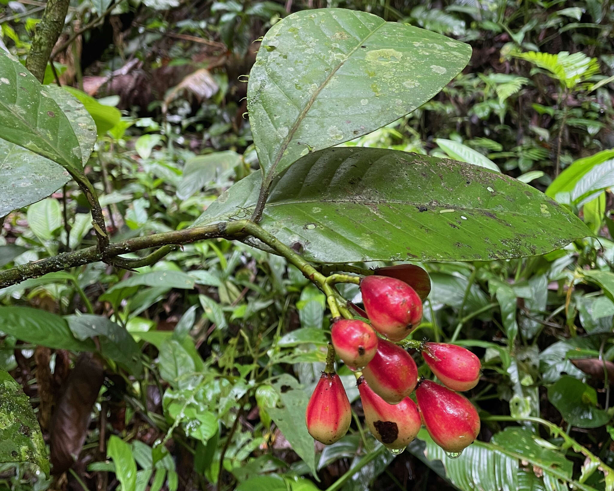 Image of Chrysochlamys nicaraguensis (Oerst.) Hemsl.