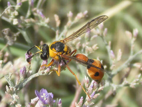 Eumenes tripunctatus (Christ 1791) resmi