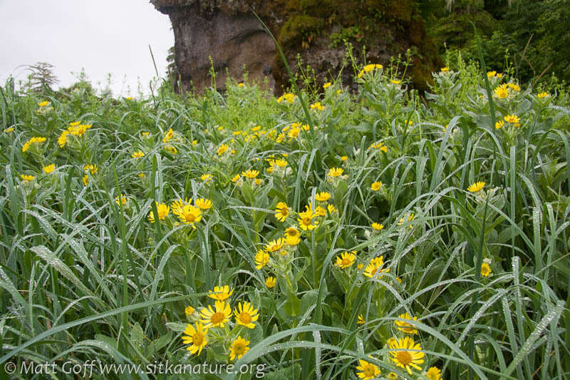 Plancia ëd Jacobaea pseudoarnica (Less.) Zuev