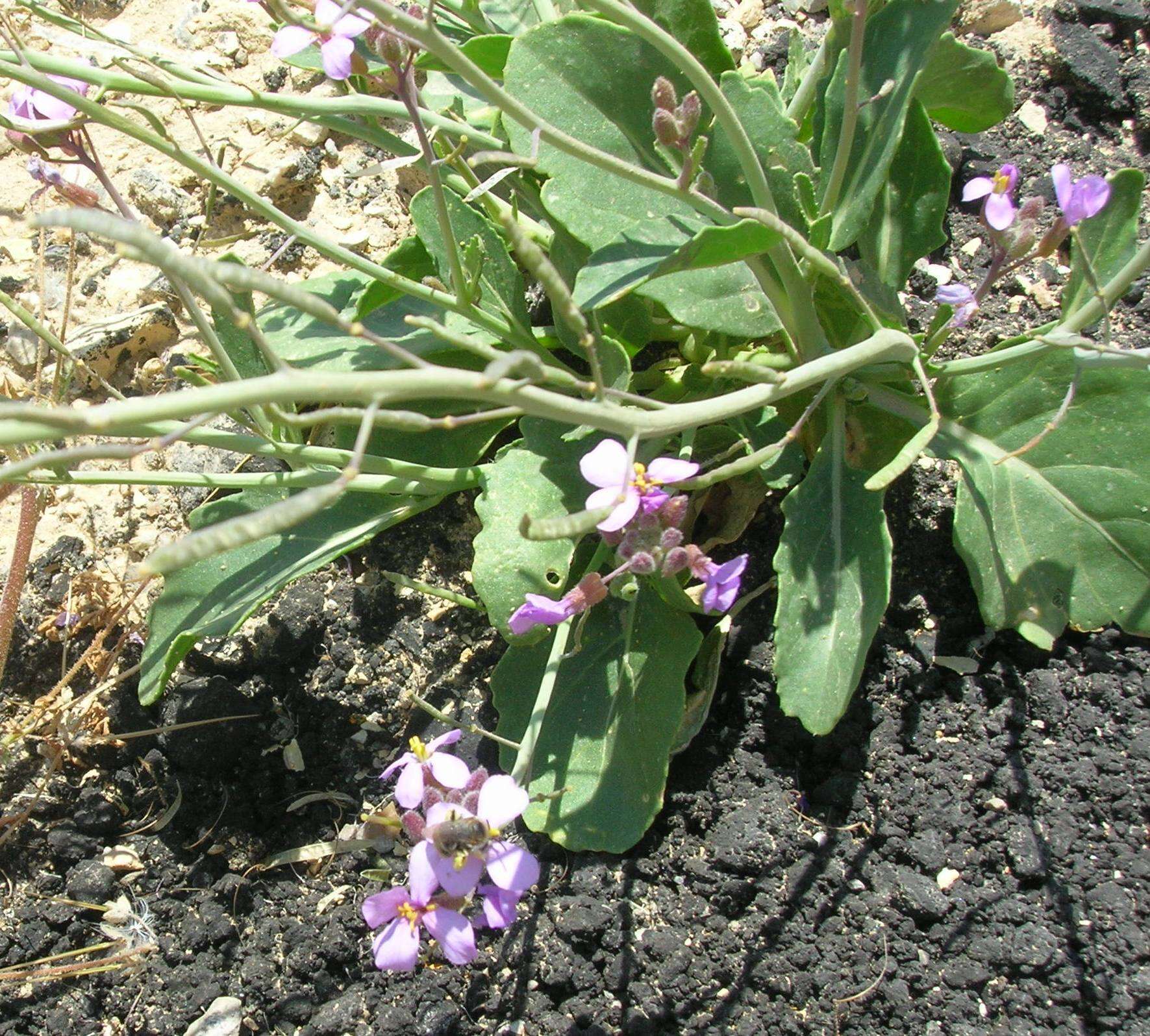 Sivun Diplotaxis acris (Forssk.) Boiss. kuva