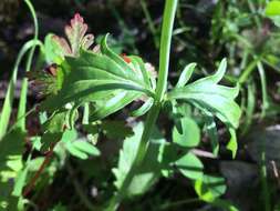 Image of Centranthus calcitrapae (L.) Dufr.