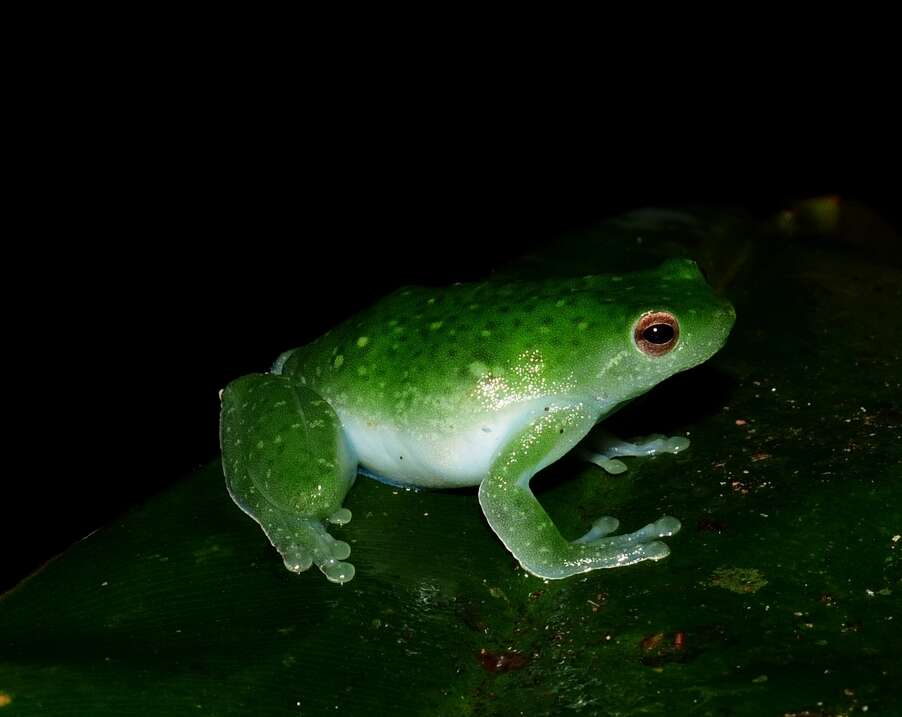 Image of Sphaenorhynchus dorisae (Goin 1957)