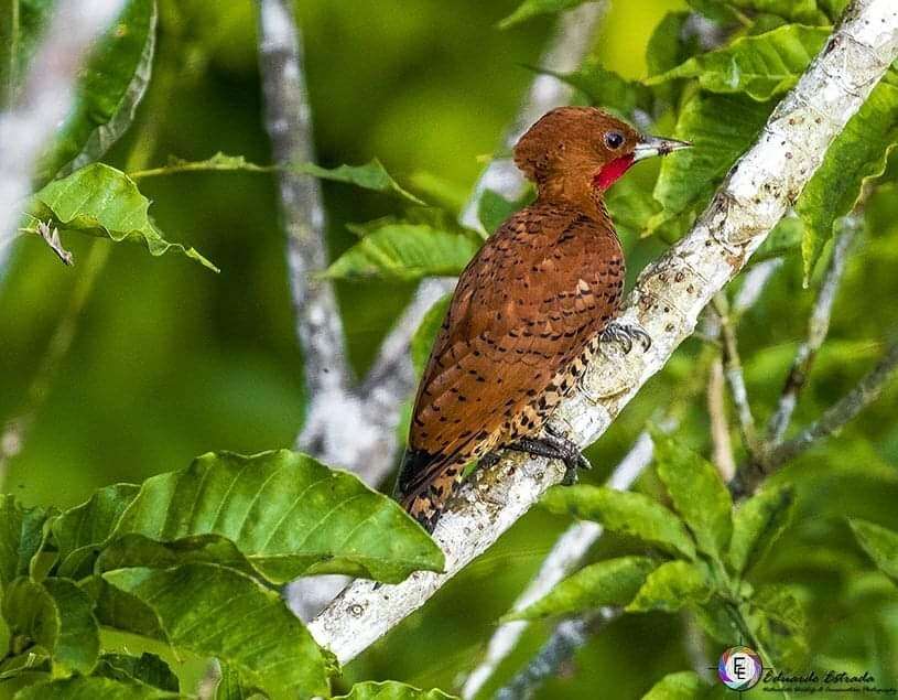 Image of Cinnamon Woodpecker