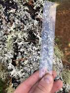 Image of Arnold's parmotrema lichen