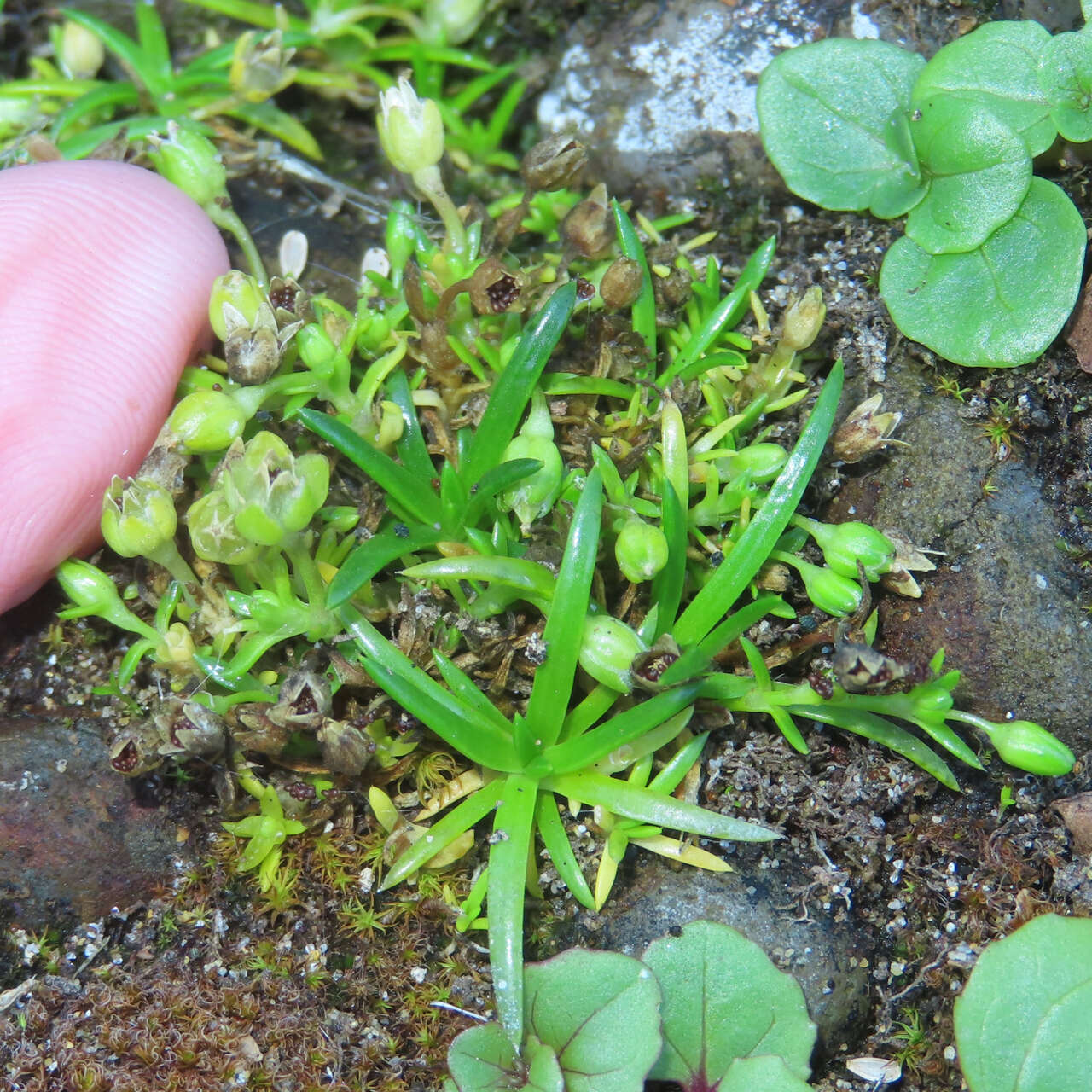 Image of stickystem pearlwort