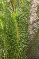 Image of Stylidium laricifolium Rich.