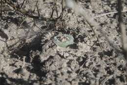 Image of Lophophora koehresii