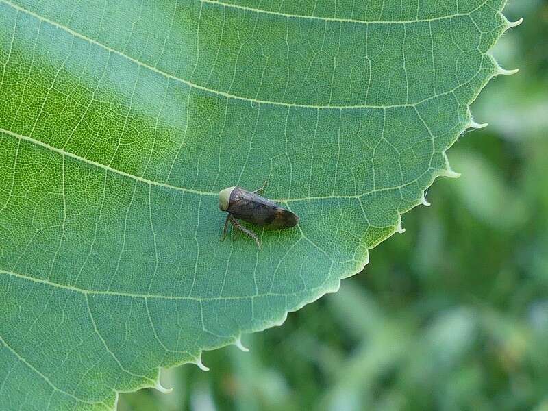 Image of Leafhopper