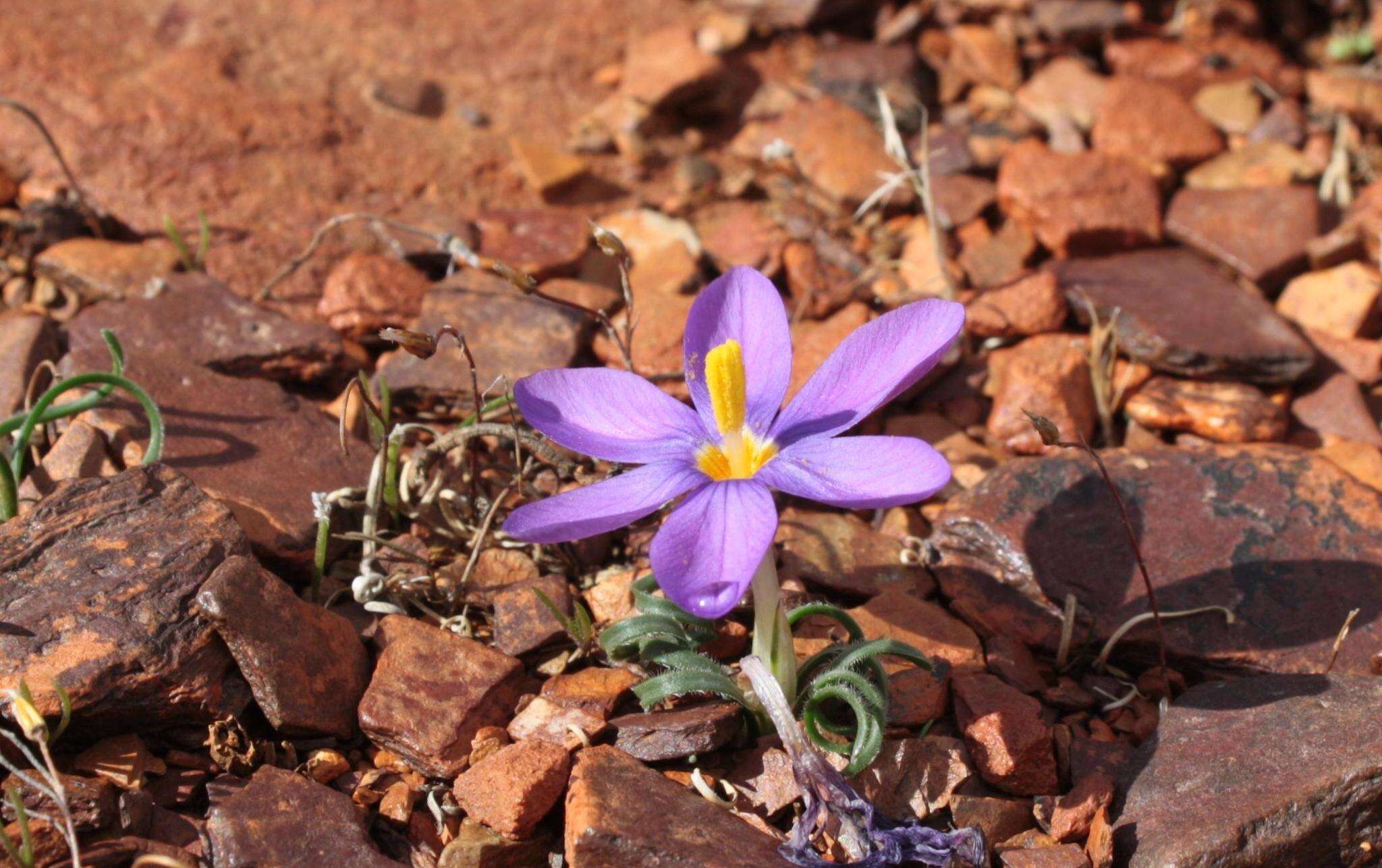 Image de Syringodea longituba (Klatt) Kuntze