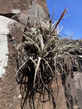 Image of Tillandsia uruguayensis