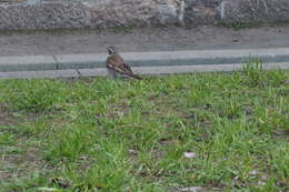 Image of Dusky Thrush