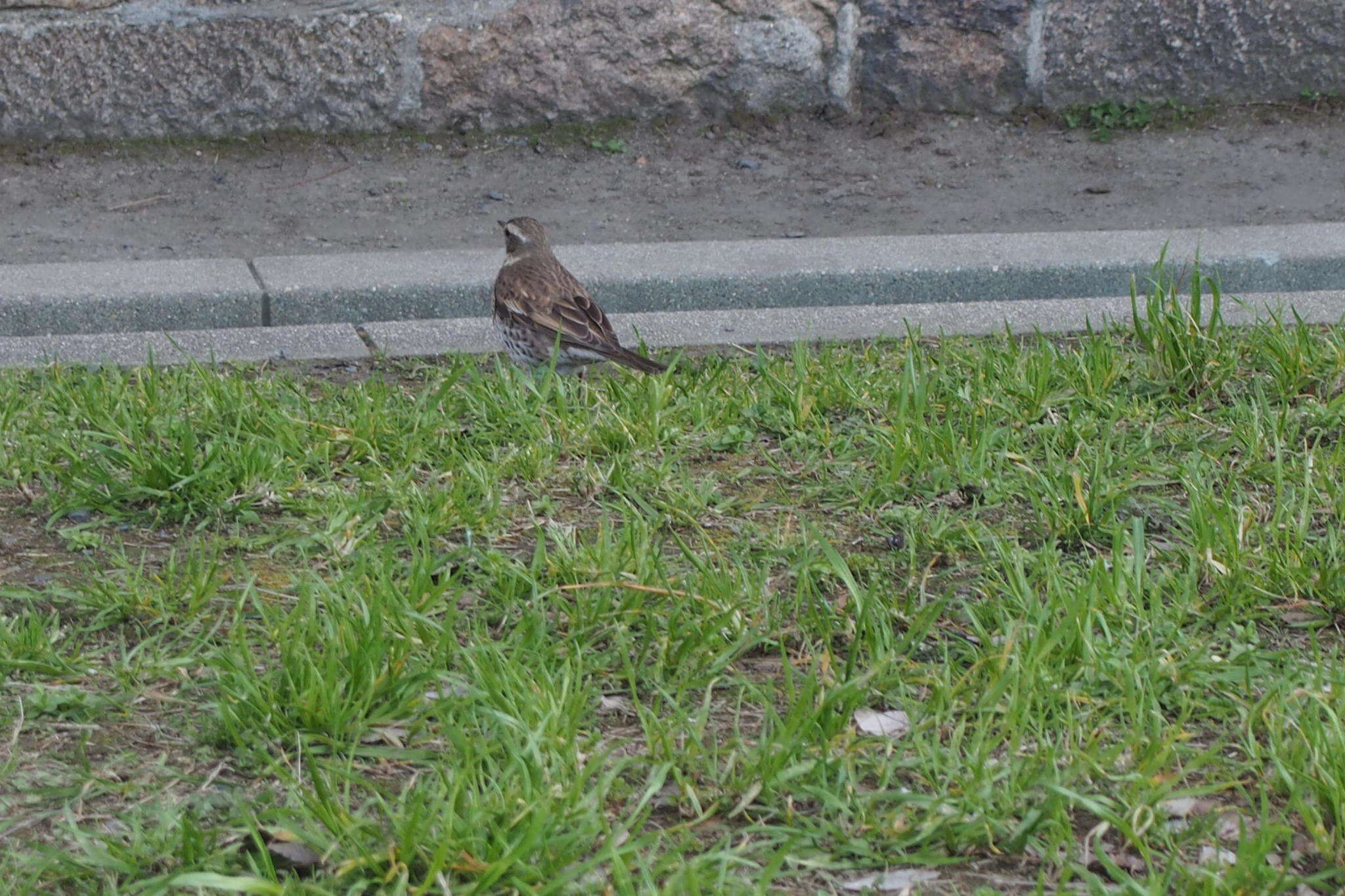 Image of Dusky Thrush