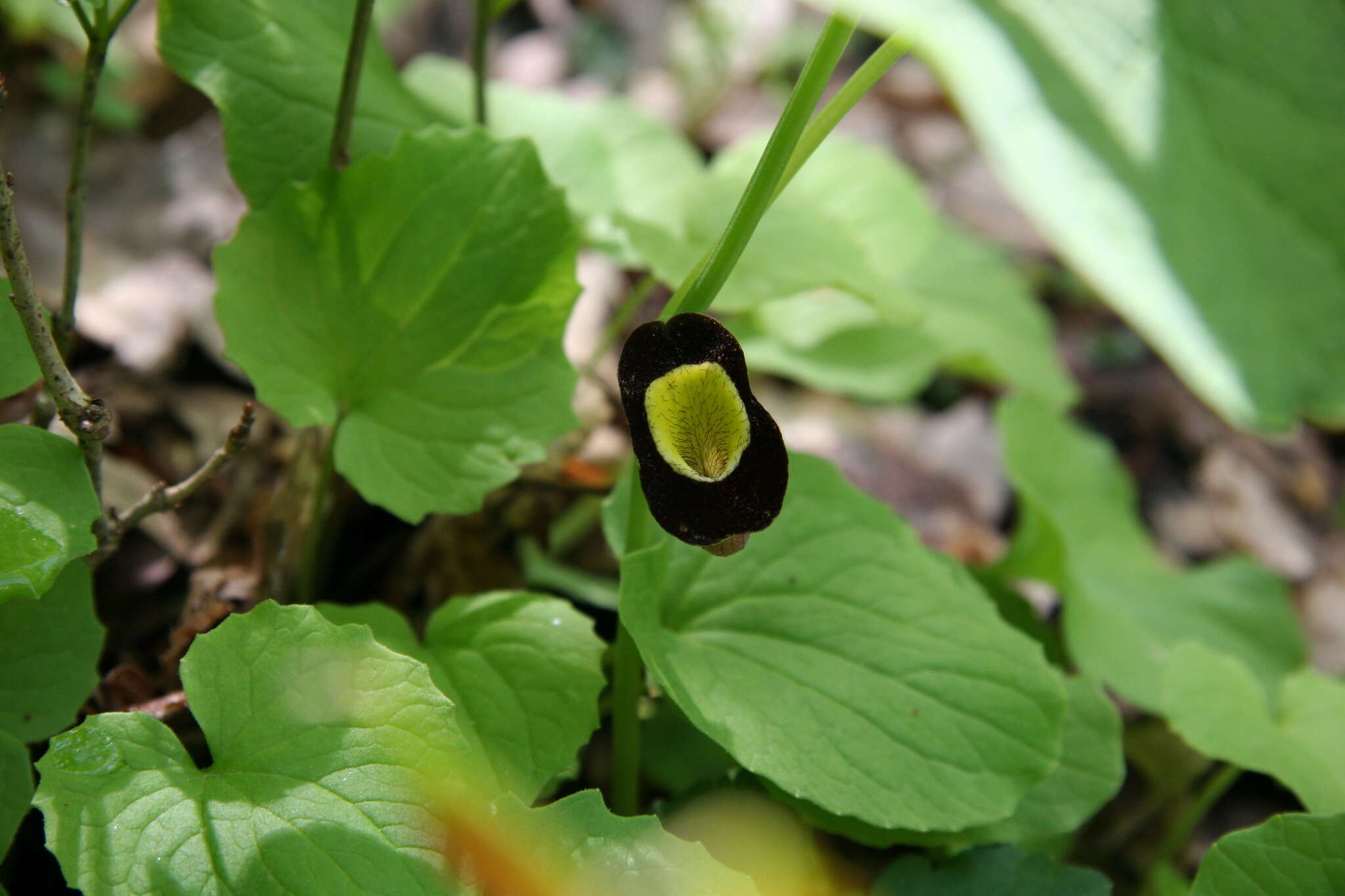 Image of Aristolochia steupii Woronow