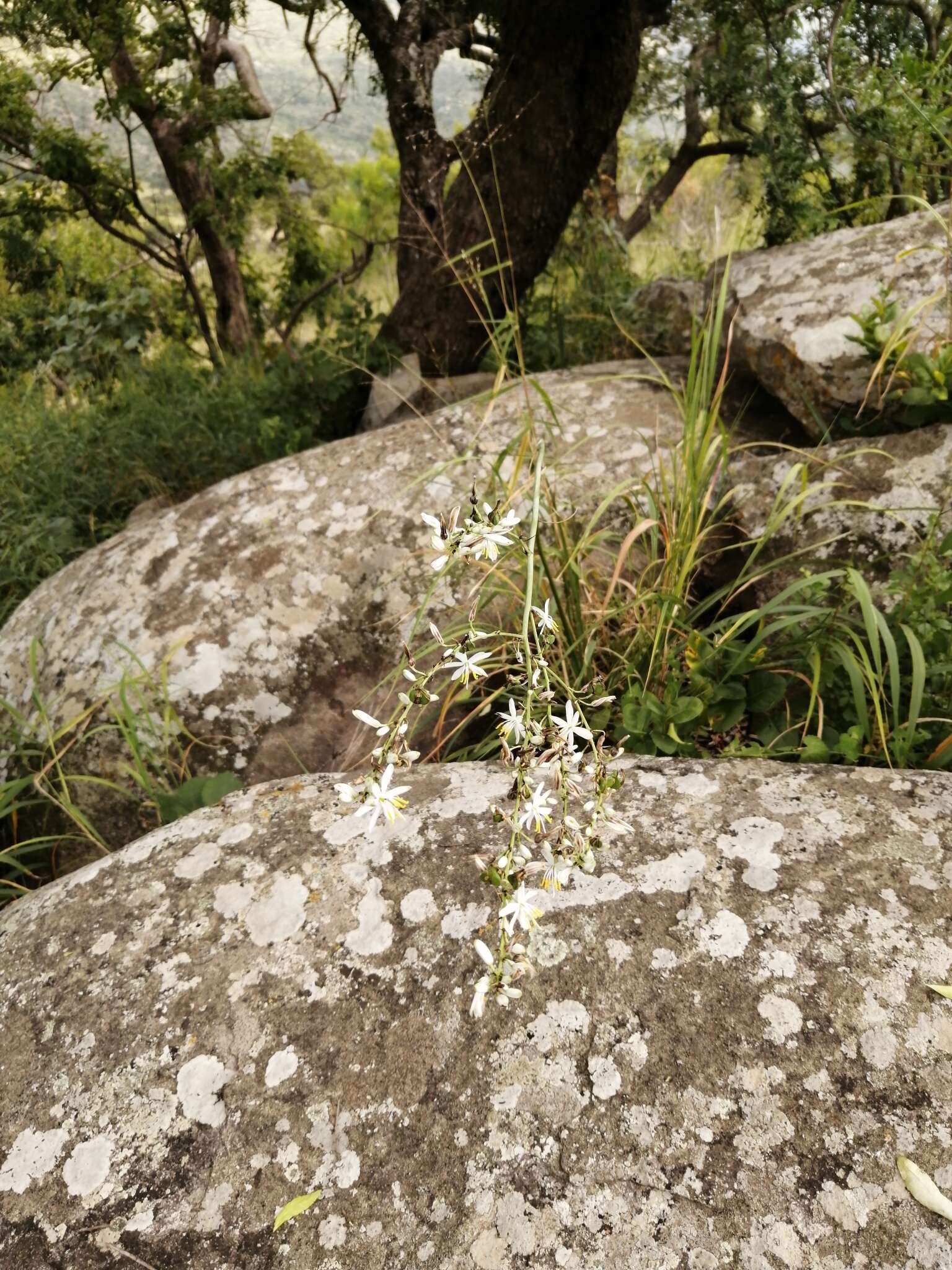 Image of Chlorophytum aridum Oberm.