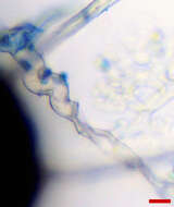 Image of Erysiphe extensa (Cooke & Peck) U. Braun & S. Takam. 2000