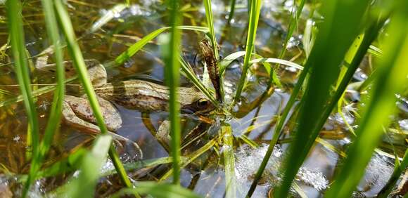 Image of Amur Brown Frog