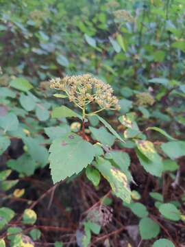 Image of Spiraea fritschiana C. K. Schneid.