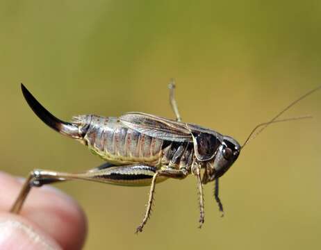 Image of bog bush-cricket