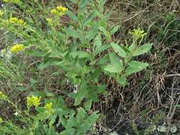 Image of western rough goldenrod