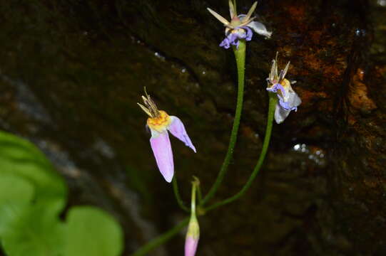 Plancia ëd Dodecatheon utahense (N. H. Holmgren) Reveal