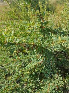 Image of Caragana spinosa (L.) DC.