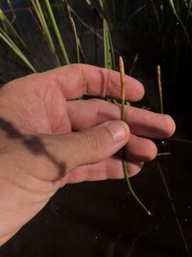 Image of Gulf Coast Spike-Rush