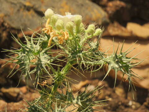 Image of Cnidoscolus egregius Breckon ex Fern. Casas