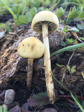 Image of Protostropharia dorsipora (Esteve-Rav. & Barrasa) Redhead 2014