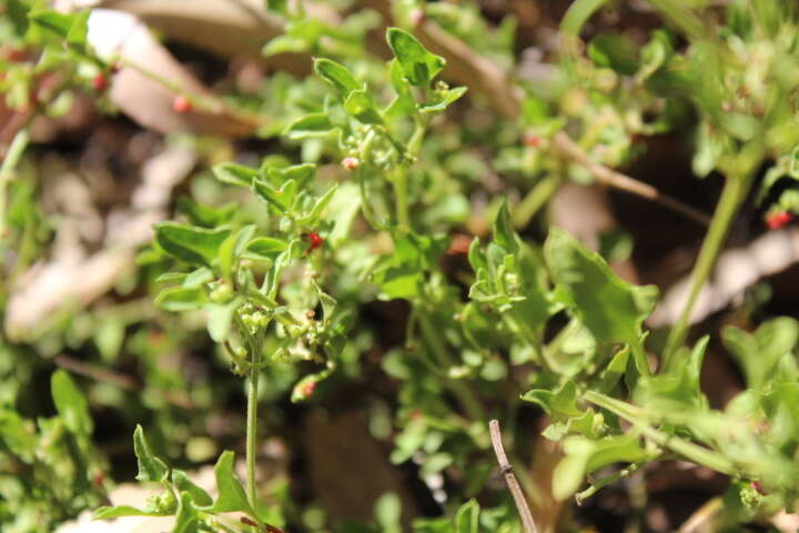 Plancia ëd Chenopodium nutans subsp. nutans