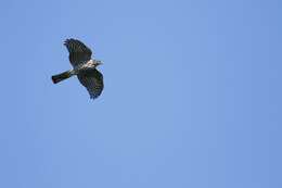 Image of Japanese Sparrowhawk