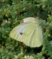 Image of Pieris rapae rapae