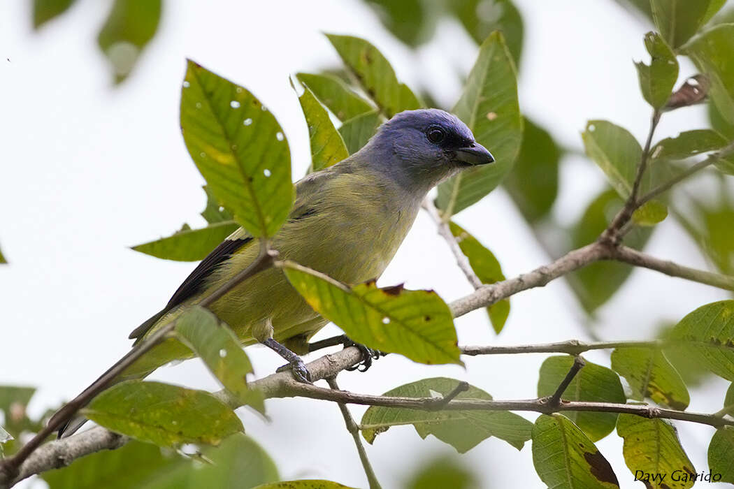 Image of Yellow-winged Tanager