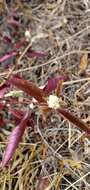 Image of Brazilian joyweed