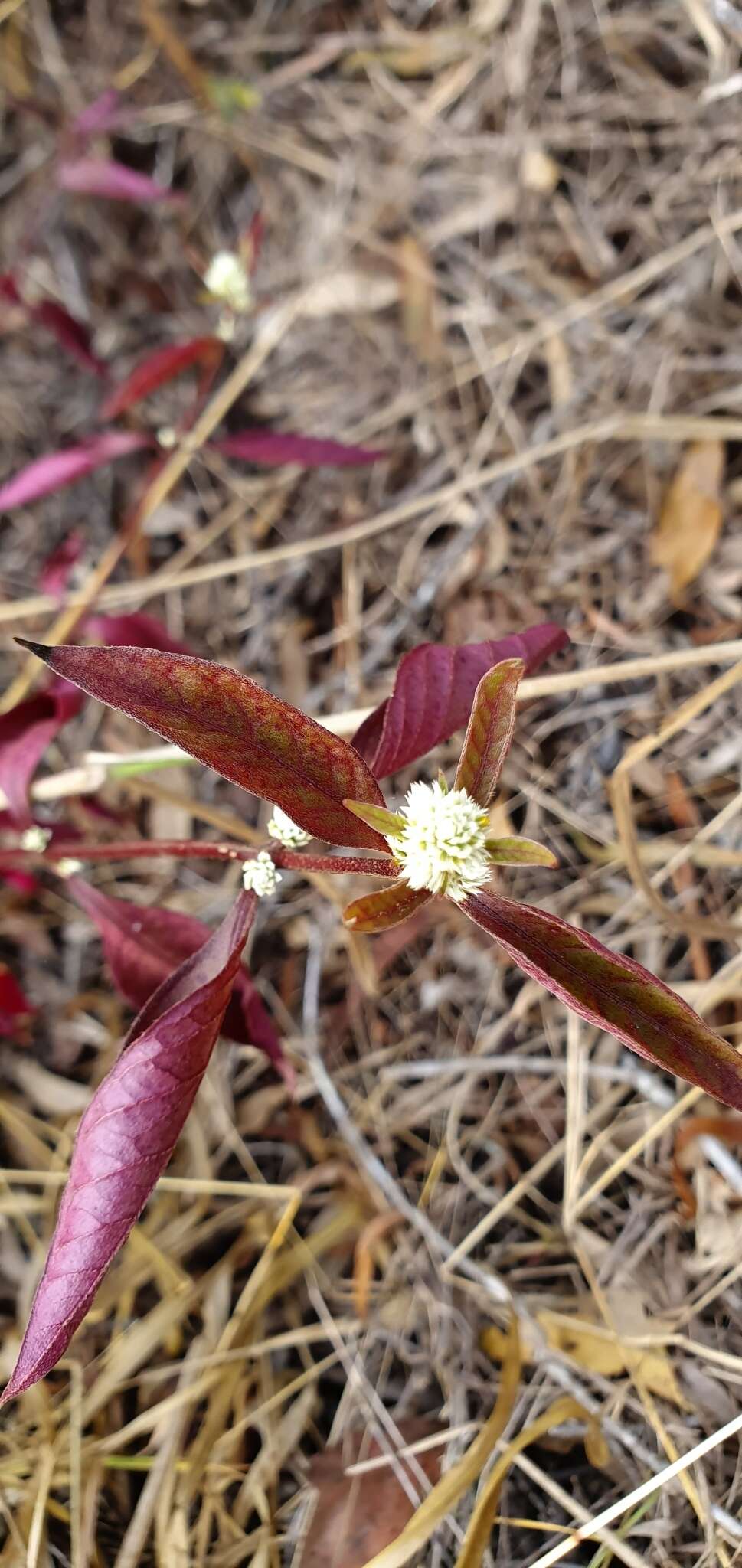 Image of Brazilian joyweed