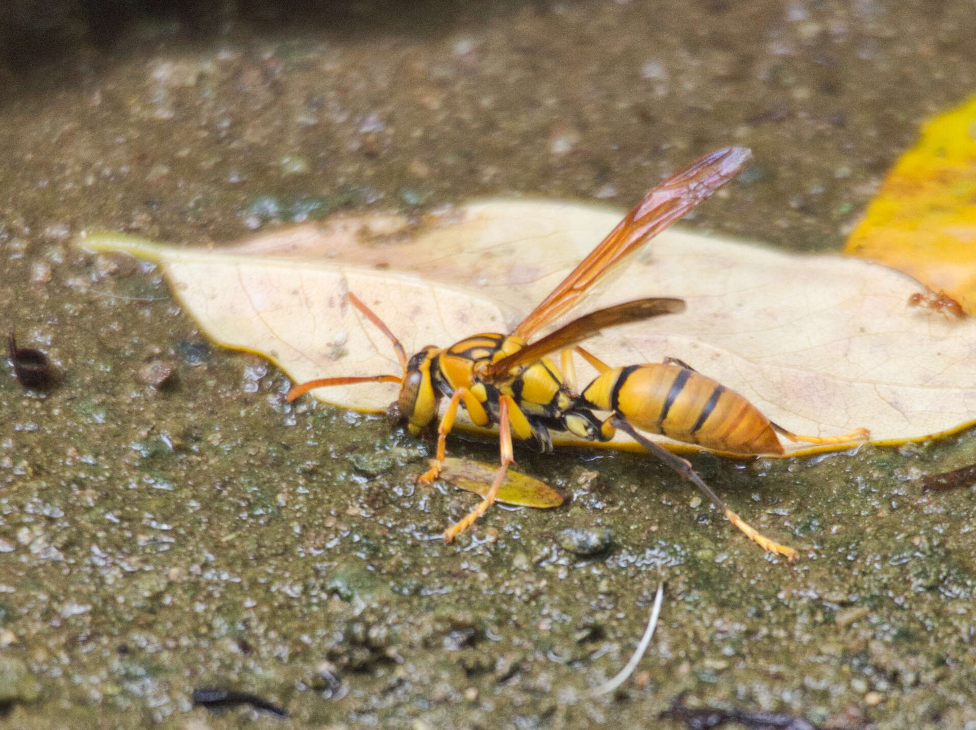 Image of Polistes diabolicus de Saussure 1853