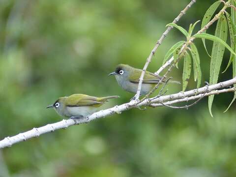 Image of Reunion Olive White-eye