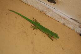 Слика од Phelsuma parkeri Loveridge 1941