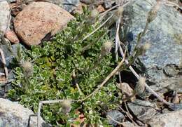 Image de Antennaria suffrutescens Greene