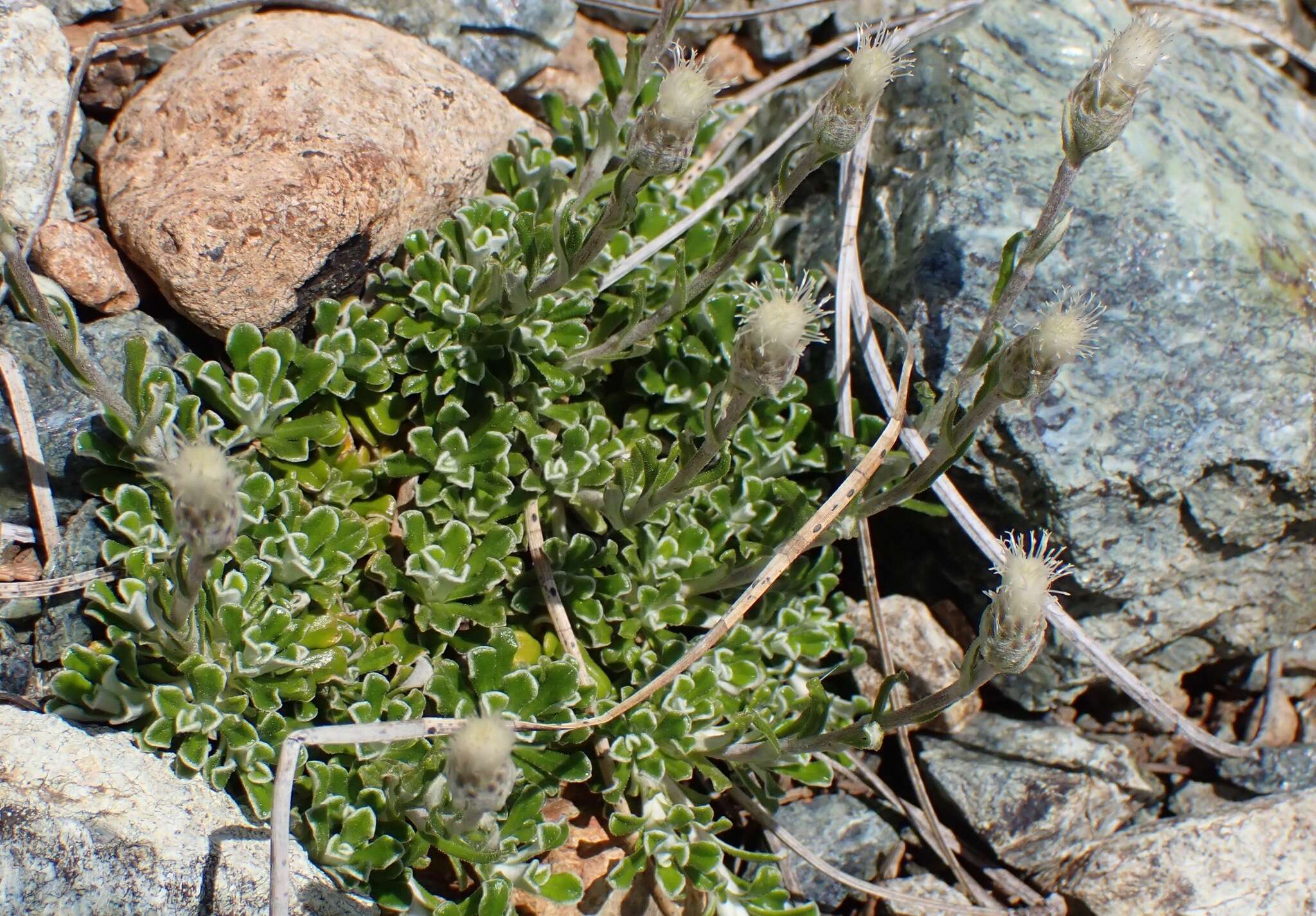 صورة Antennaria suffrutescens Greene