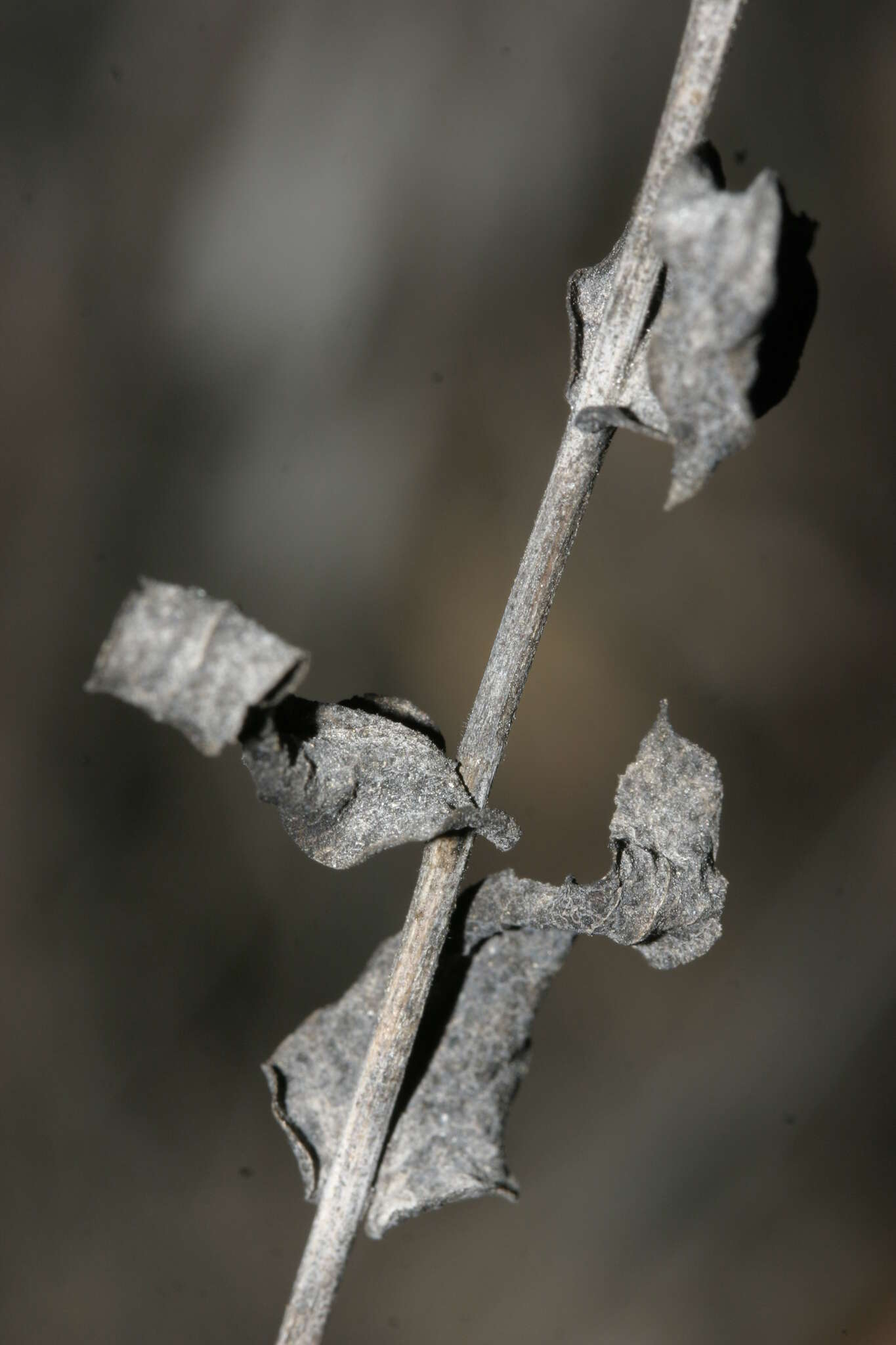 Image of Klasea cerinthifolia (Sm.) Greuter & Wagenitz