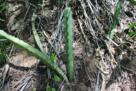 Image of Peniocereus canoensis