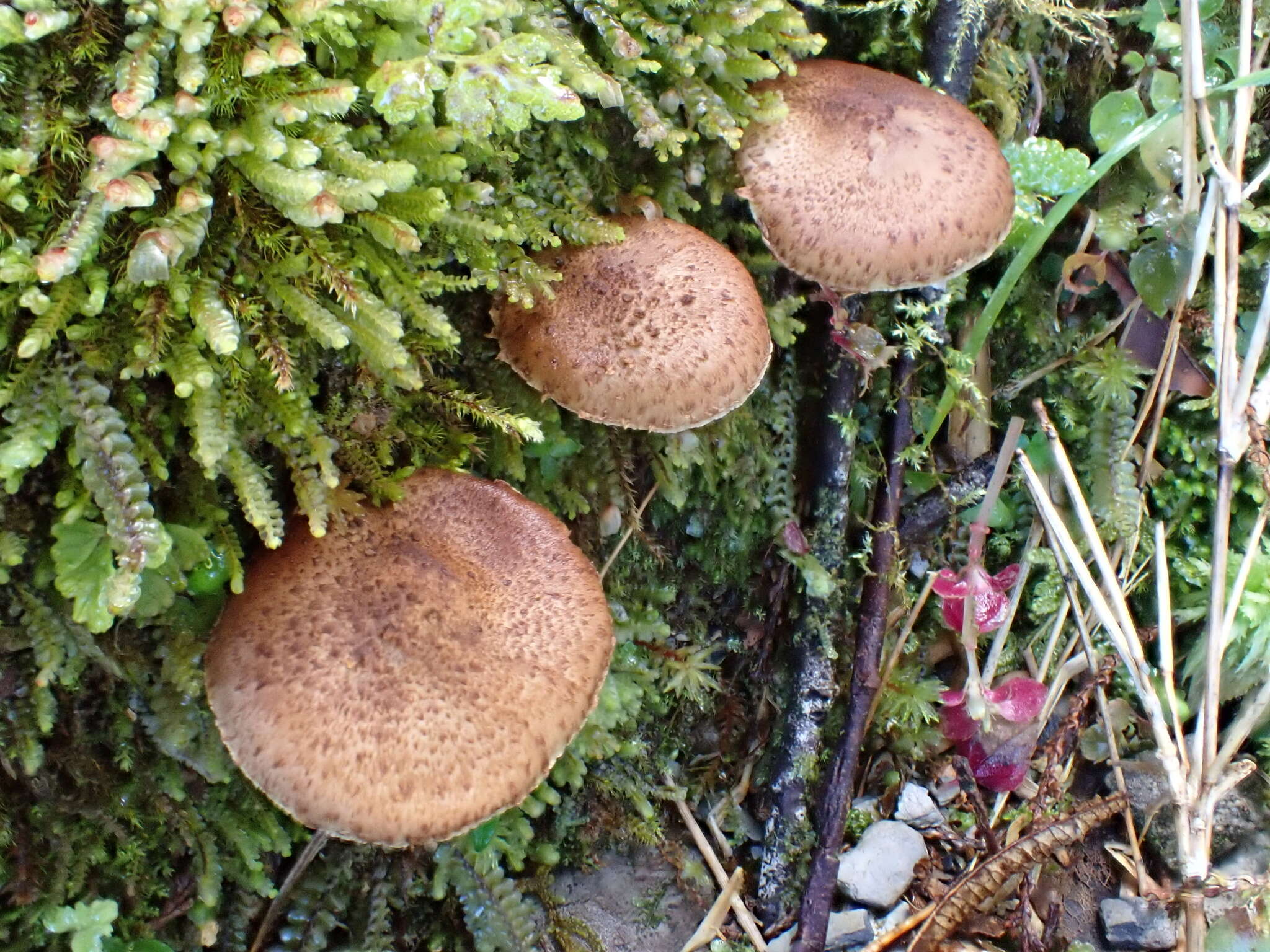 Plancia ëd Echinoderma calcicola (Knudsen) Bon 1991