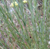 Imagem de Helichrysum stoechas (L.) Moench