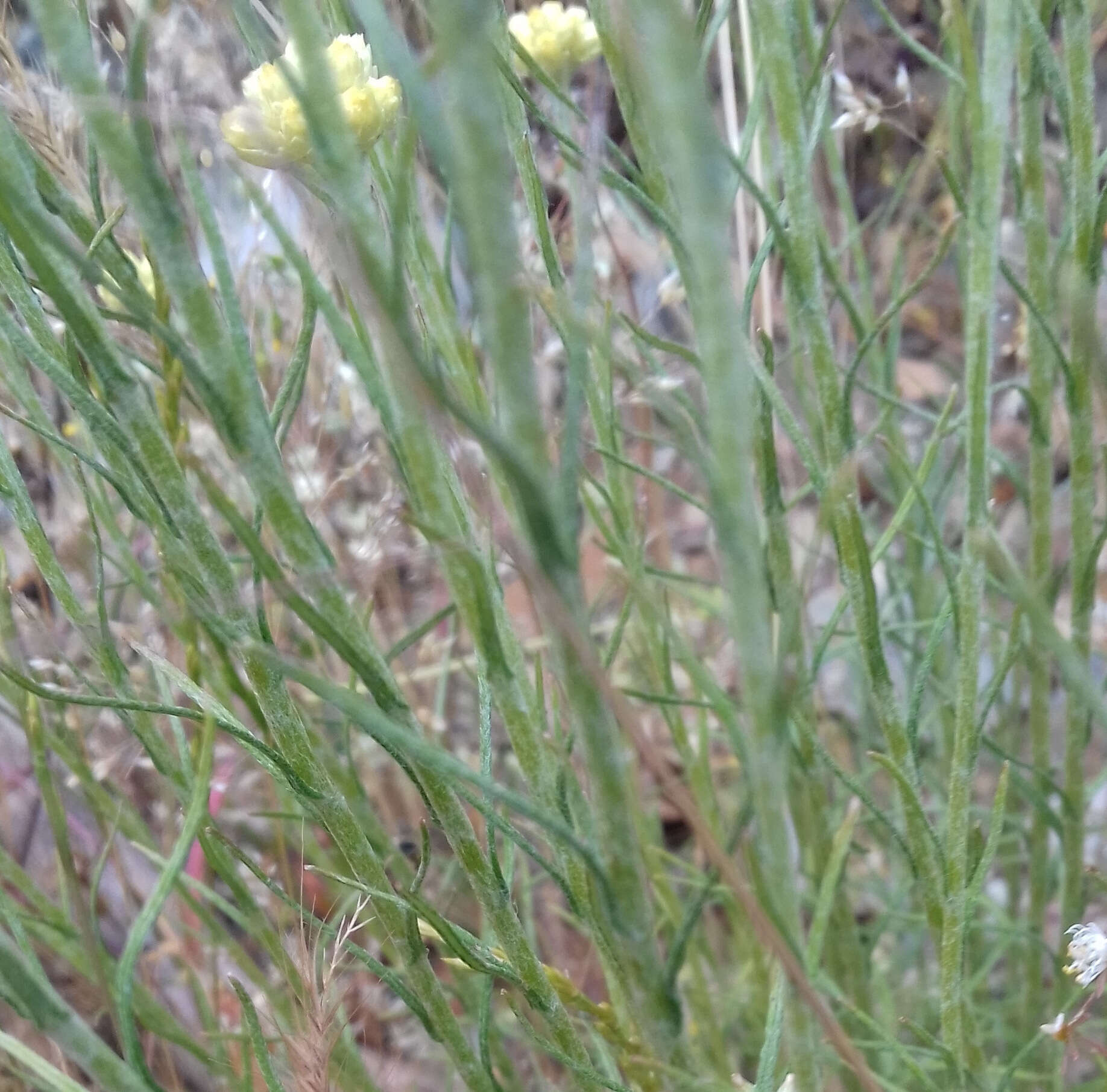 Image of yellow amaranth