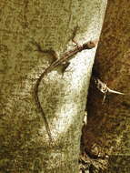 Image of Striped Anole