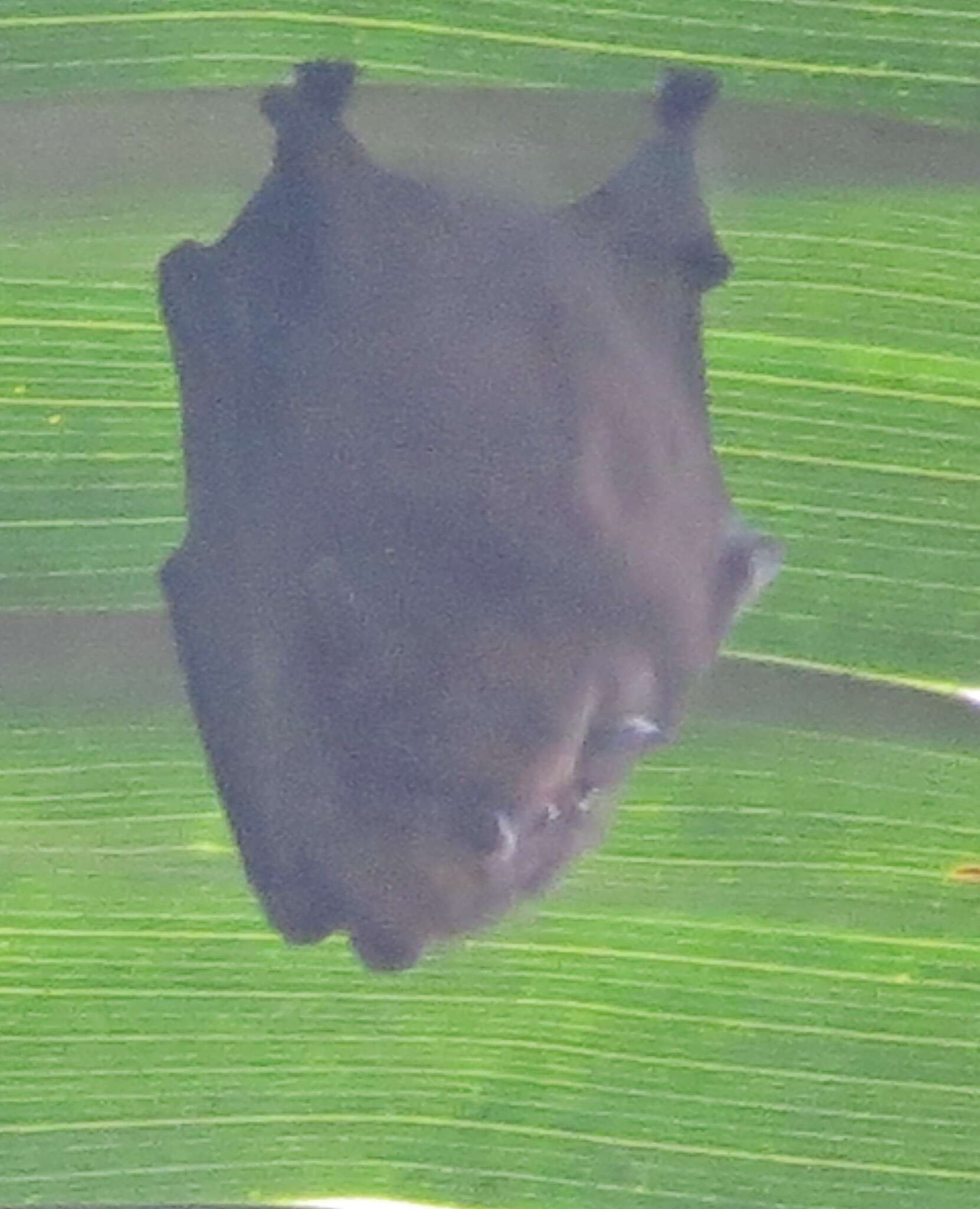 Image of Short-eared Bat